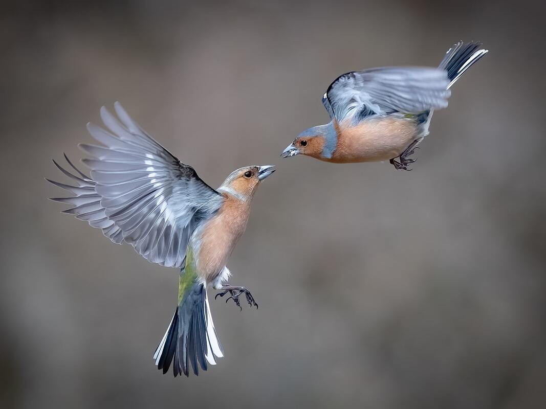 Squabbling chaffinches